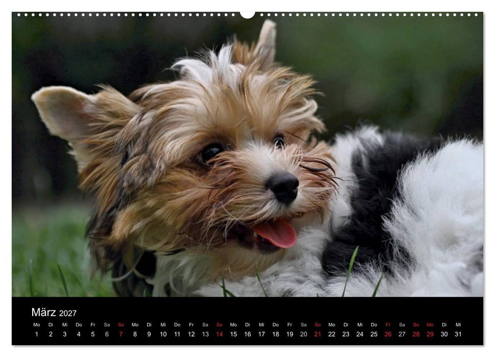 Mit dem Yorki durch das Jahr 2027 (CALVENDO Wandkalender 2027)