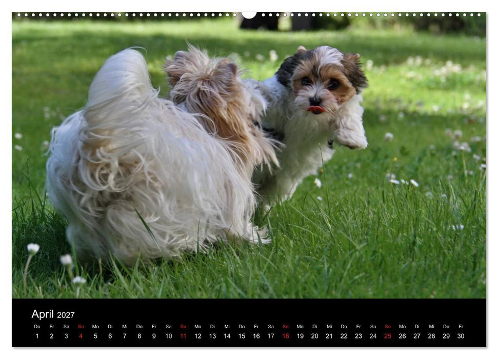 Mit dem Yorki durch das Jahr 2027 (CALVENDO Wandkalender 2027)