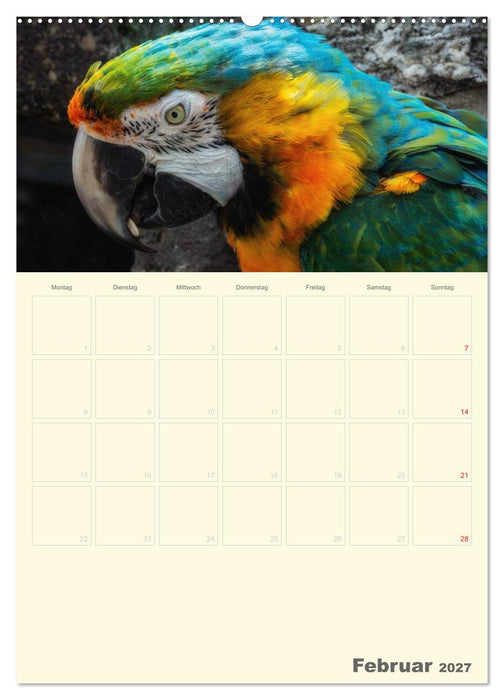 Kunterbunter Papageien-Planer (CALVENDO Wandkalender 2027)
