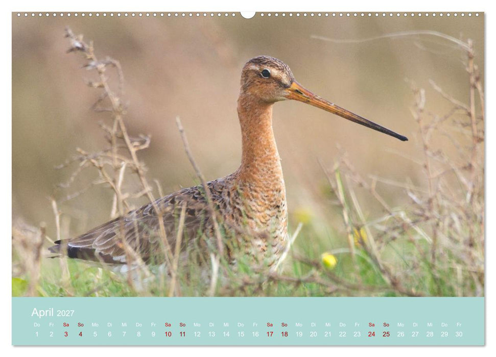 Limikolen an deutschen Küsten (CALVENDO Premium Wandkalender 2027)