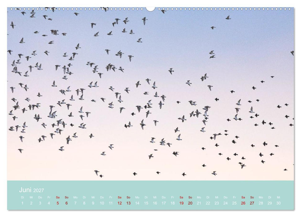 Limikolen an deutschen Küsten (CALVENDO Premium Wandkalender 2027)