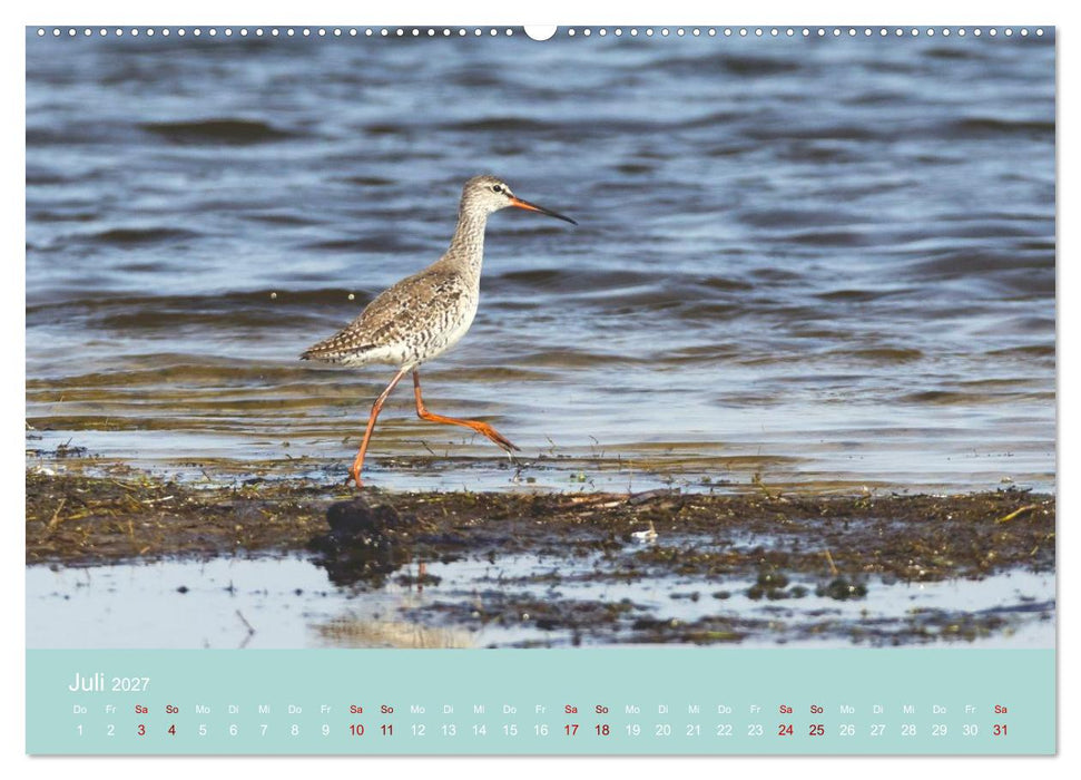 Limikolen an deutschen Küsten (CALVENDO Premium Wandkalender 2027)