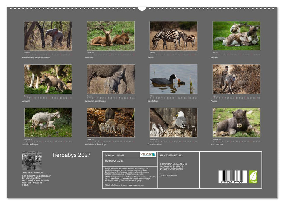 Tierbabys 2027 (CALVENDO Premium Wandkalender 2027)