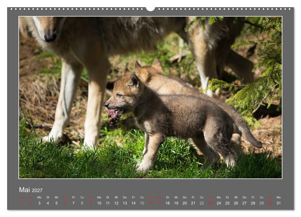 Tierbabys 2027 (CALVENDO Premium Wandkalender 2027)