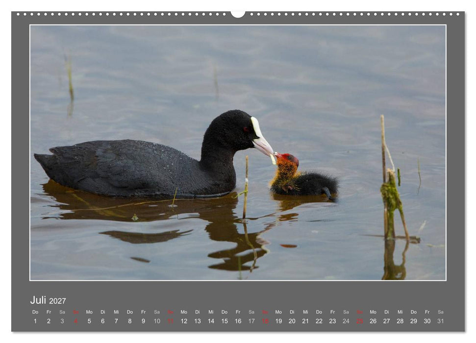 Tierbabys 2027 (CALVENDO Premium Wandkalender 2027)