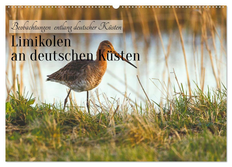 Limikolen an deutschen Küsten (CALVENDO Wandkalender 2027)