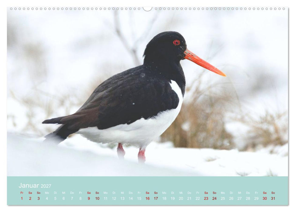 Limikolen an deutschen Küsten (CALVENDO Wandkalender 2027)