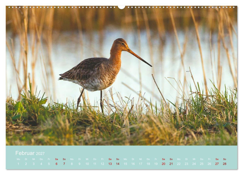 Limikolen an deutschen Küsten (CALVENDO Wandkalender 2027)