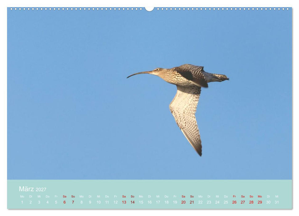 Limikolen an deutschen Küsten (CALVENDO Wandkalender 2027)
