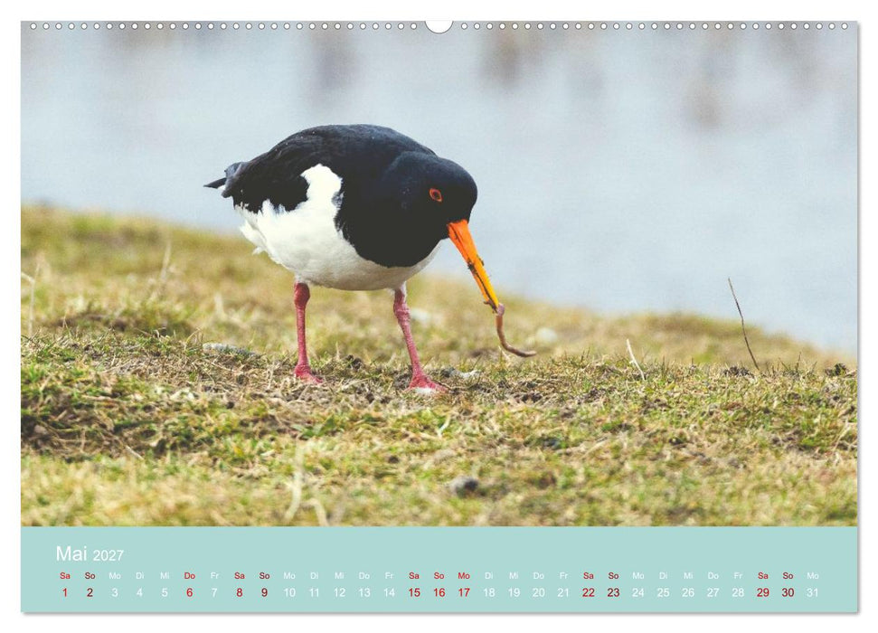 Limikolen an deutschen Küsten (CALVENDO Wandkalender 2027)