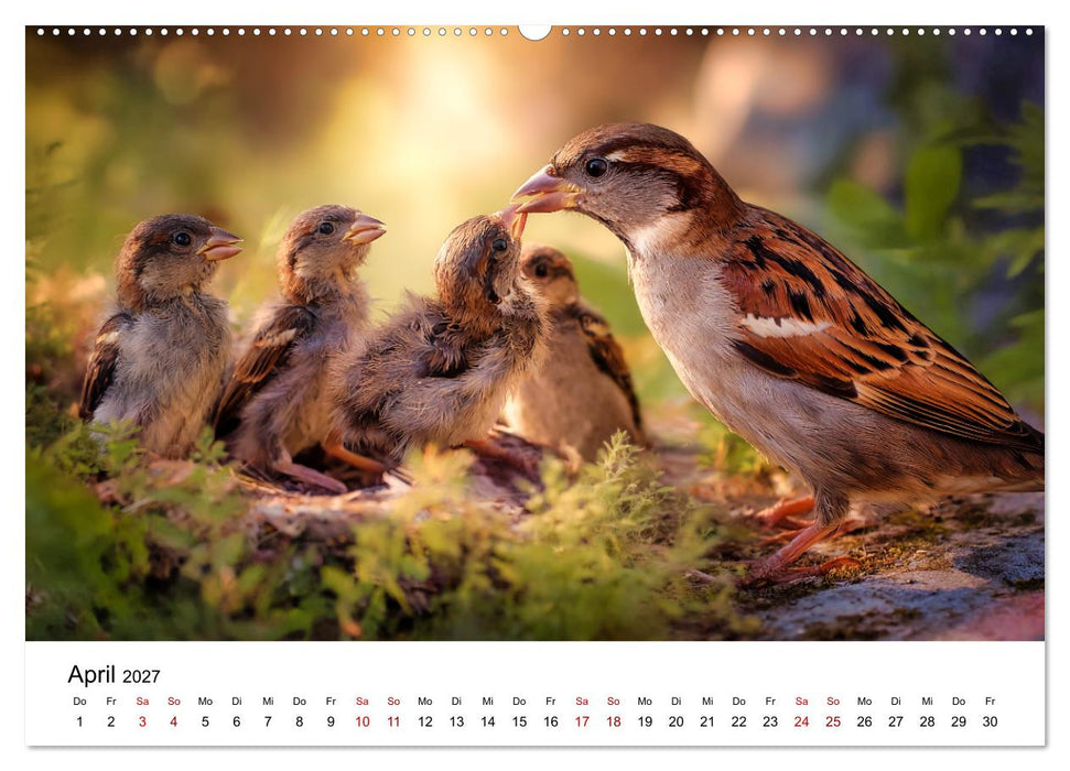 Kleine Rebellen - Spatzen im Porträt (CALVENDO Premium Wandkalender 2027)