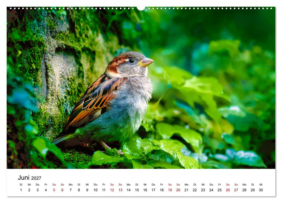 Kleine Rebellen - Spatzen im Porträt (CALVENDO Premium Wandkalender 2027)