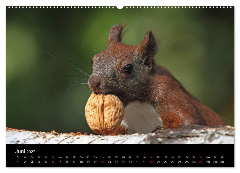 Artist im Garten. Das Eichhörnchen (CALVENDO Premium Wandkalender 2027)