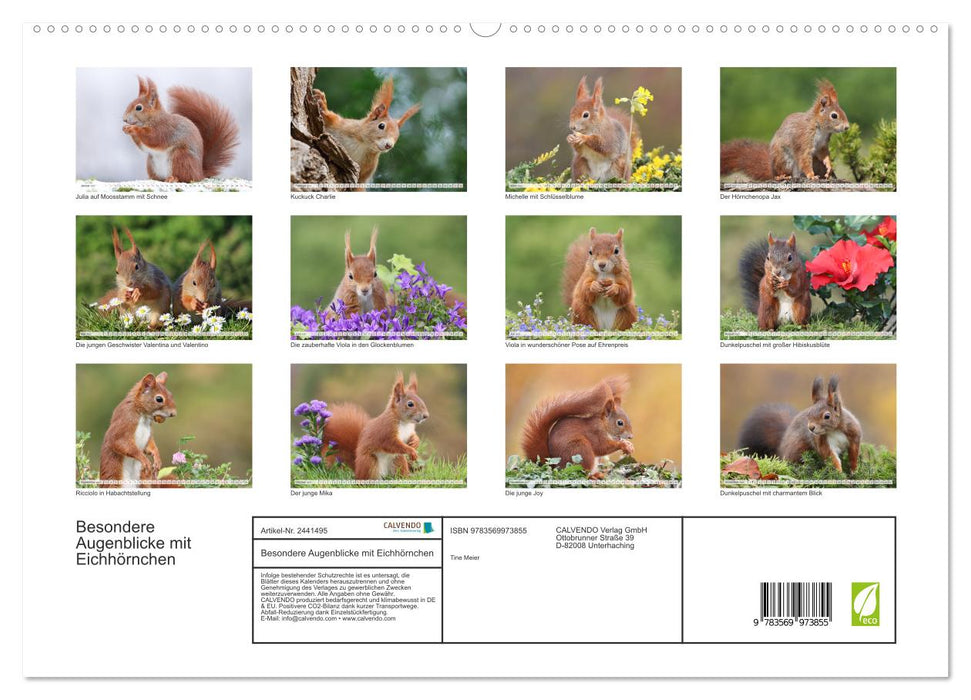 Besondere Augenblicke mit Eichhörnchen (CALVENDO Premium Wandkalender 2027)