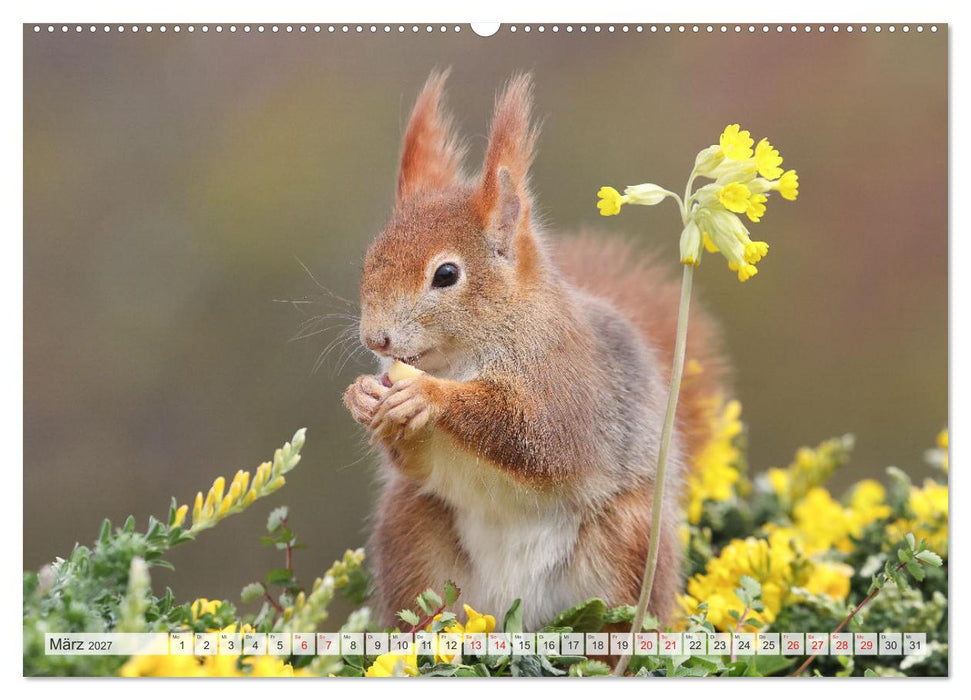 Besondere Augenblicke mit Eichhörnchen (CALVENDO Premium Wandkalender 2027)