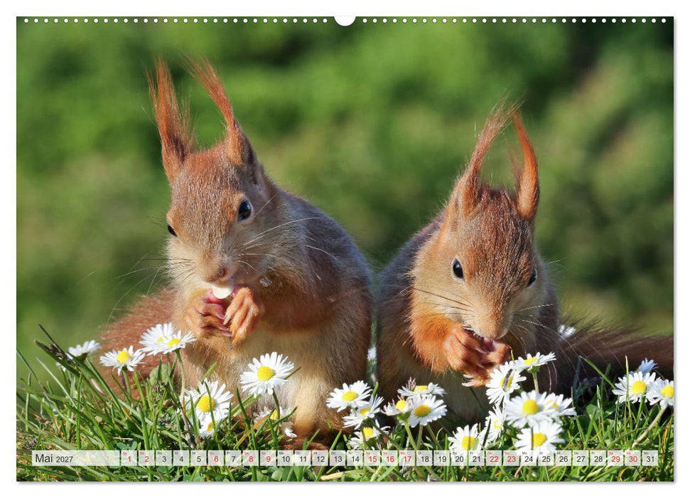 Besondere Augenblicke mit Eichhörnchen (CALVENDO Premium Wandkalender 2027)