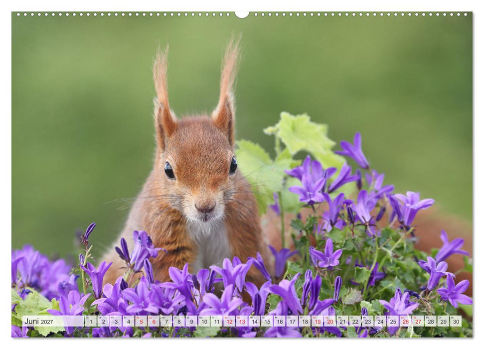 Besondere Augenblicke mit Eichhörnchen (CALVENDO Premium Wandkalender 2027)