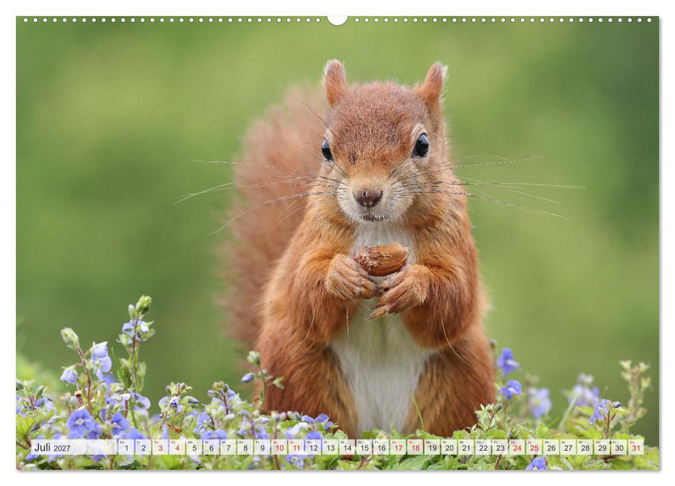 Besondere Augenblicke mit Eichhörnchen (CALVENDO Premium Wandkalender 2027)