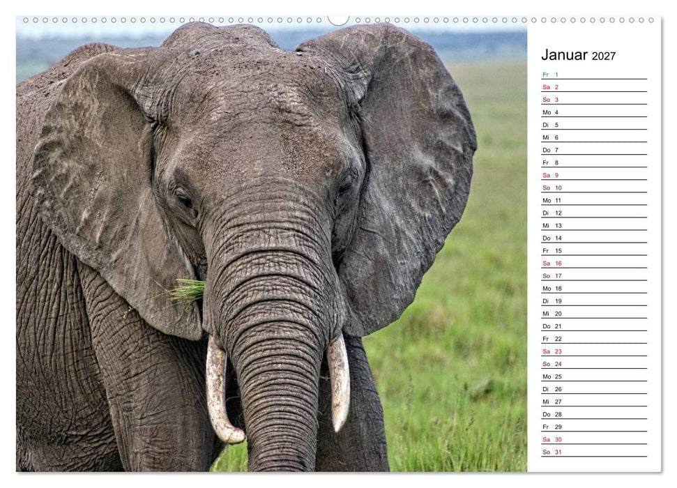 Elefanten. Wildlife in Kenia (CALVENDO Wandkalender 2027)