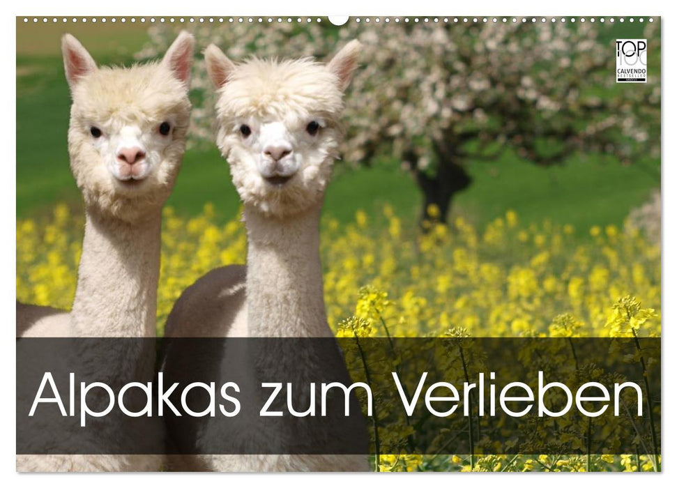 Alpakas zum Verlieben (CALVENDO Wandkalender 2027)