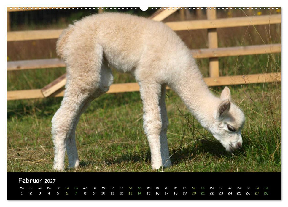 Alpakas zum Verlieben (CALVENDO Wandkalender 2027)