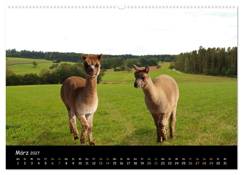 Alpakas zum Verlieben (CALVENDO Wandkalender 2027)