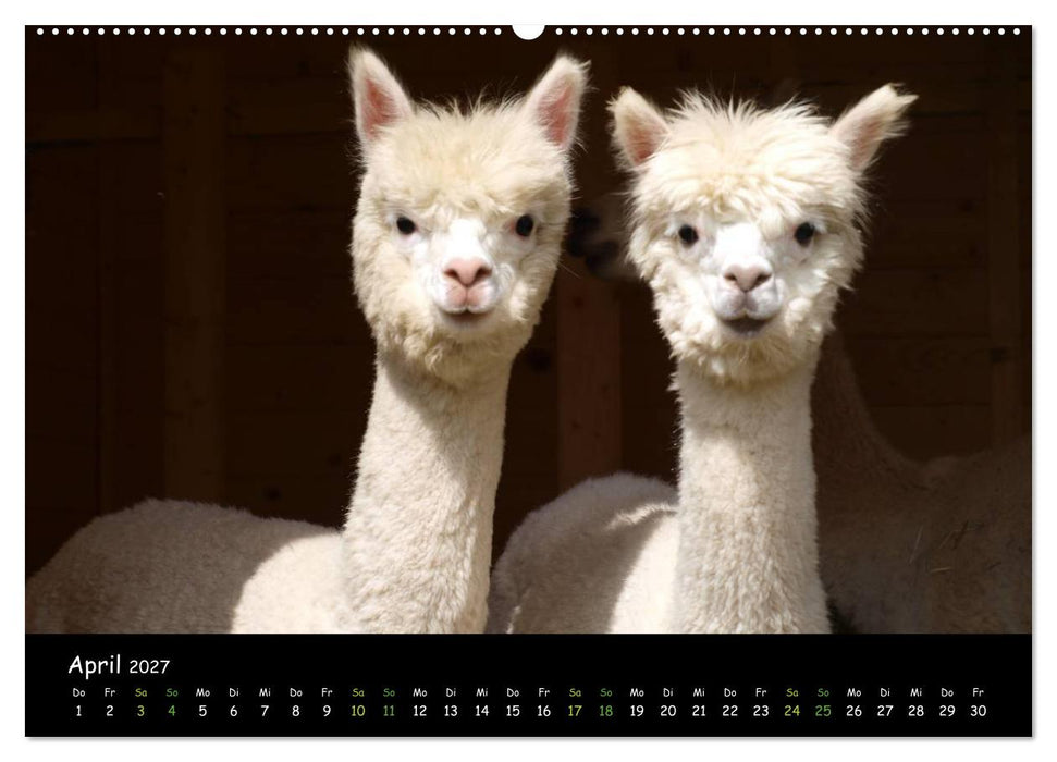 Alpakas zum Verlieben (CALVENDO Wandkalender 2027)