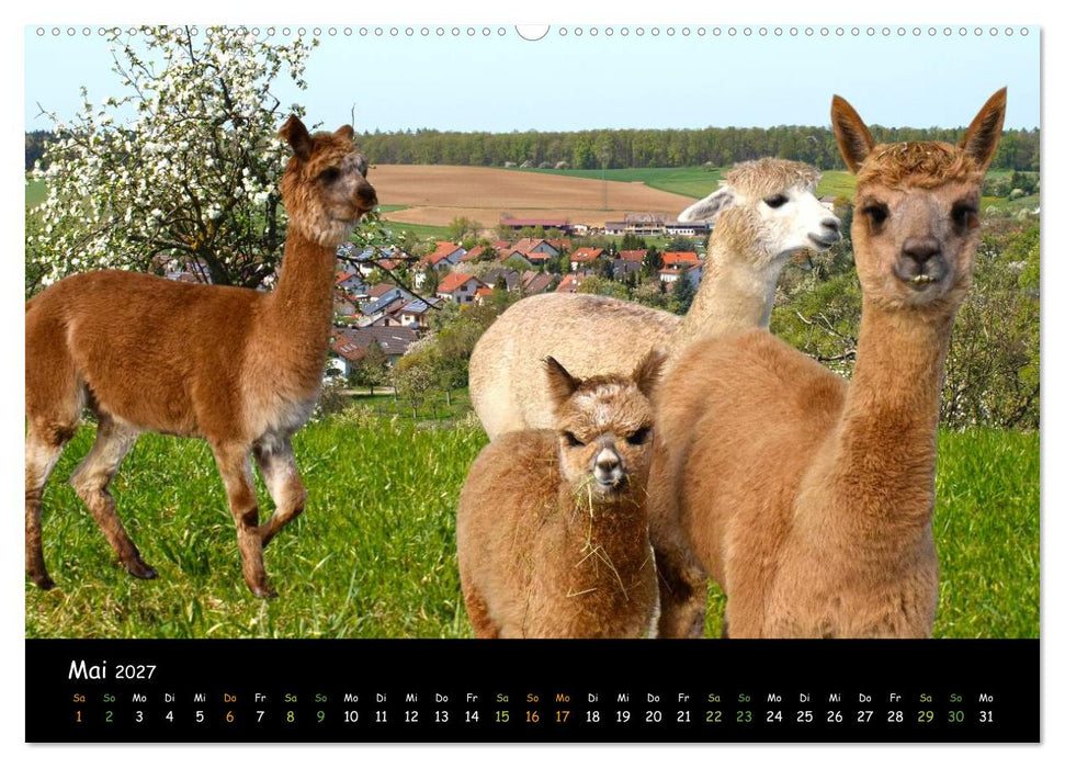 Alpakas zum Verlieben (CALVENDO Wandkalender 2027)