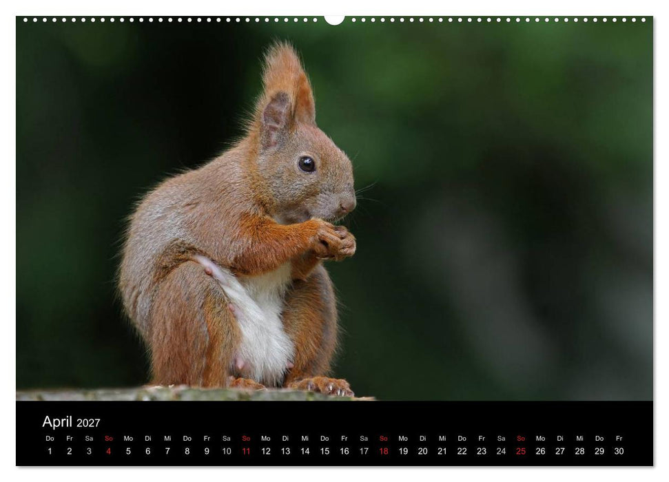 Artist im Garten. Das Eichhörnchen (CALVENDO Wandkalender 2027)