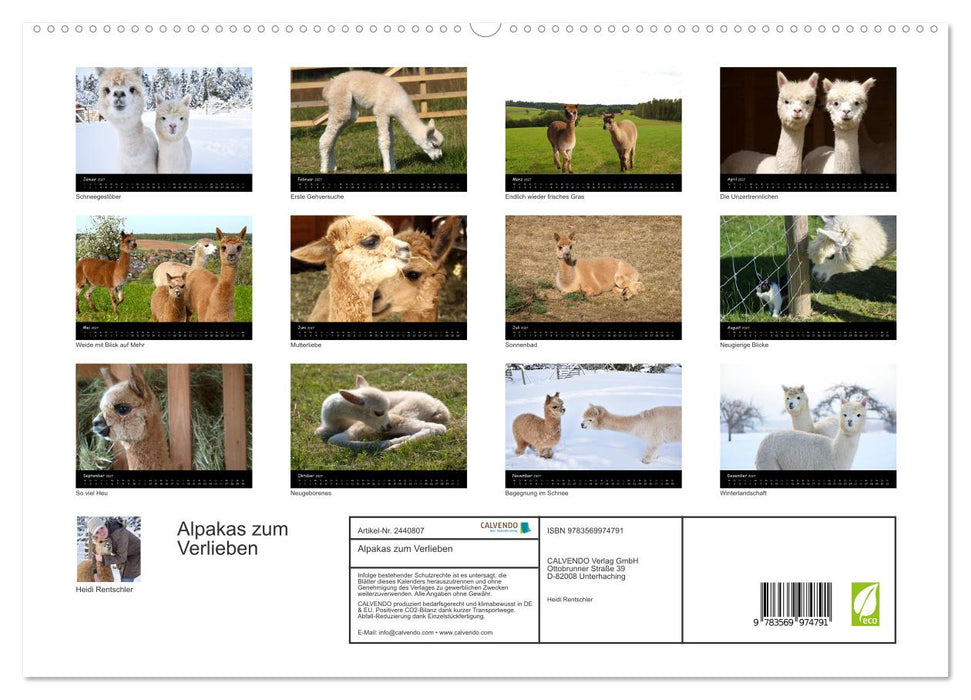 Alpakas zum Verlieben (CALVENDO Premium Wandkalender 2027)