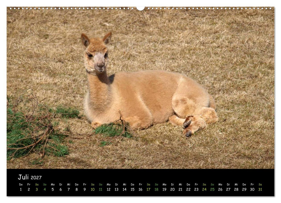 Alpakas zum Verlieben (CALVENDO Premium Wandkalender 2027)