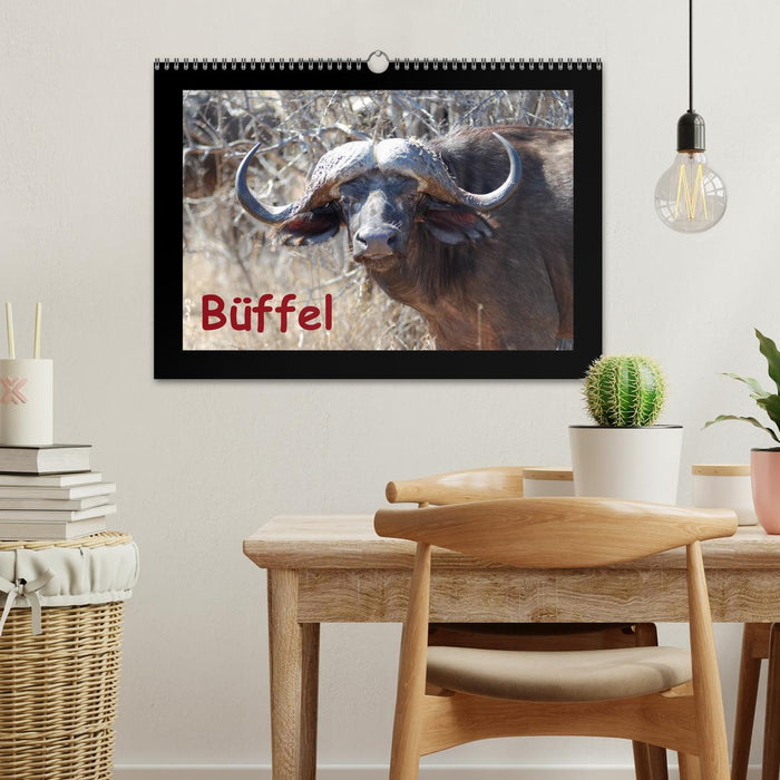 Büffel (CALVENDO Wandkalender 2027)