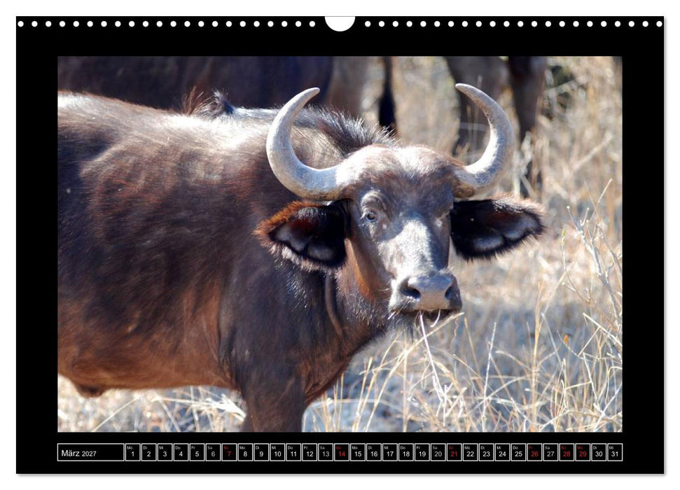 Büffel (CALVENDO Wandkalender 2027)