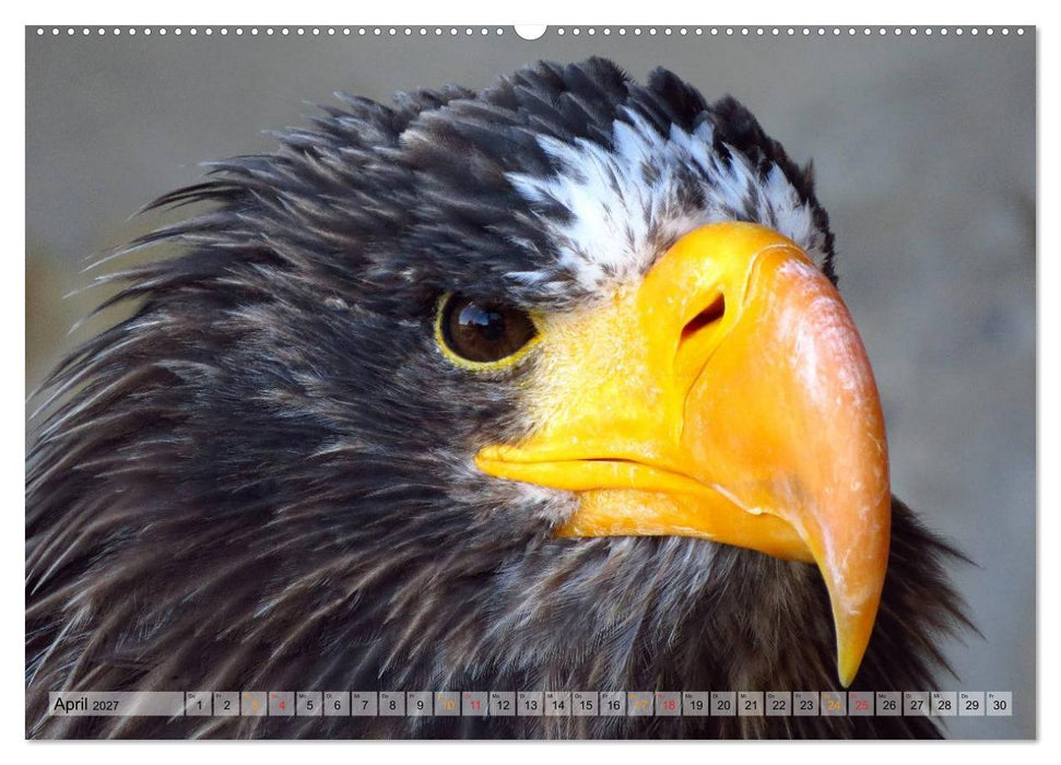 Majestätische Greifvögel (CALVENDO Premium Wandkalender 2027)