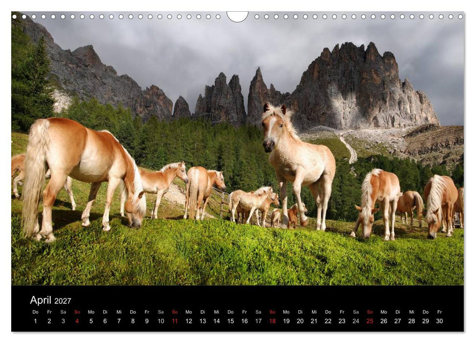 Wunderschöne Haflingerwelt (CALVENDO Wandkalender 2027)