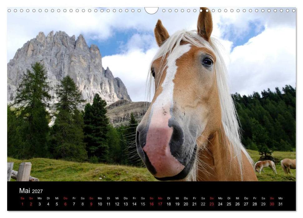 Wunderschöne Haflingerwelt (CALVENDO Wandkalender 2027)