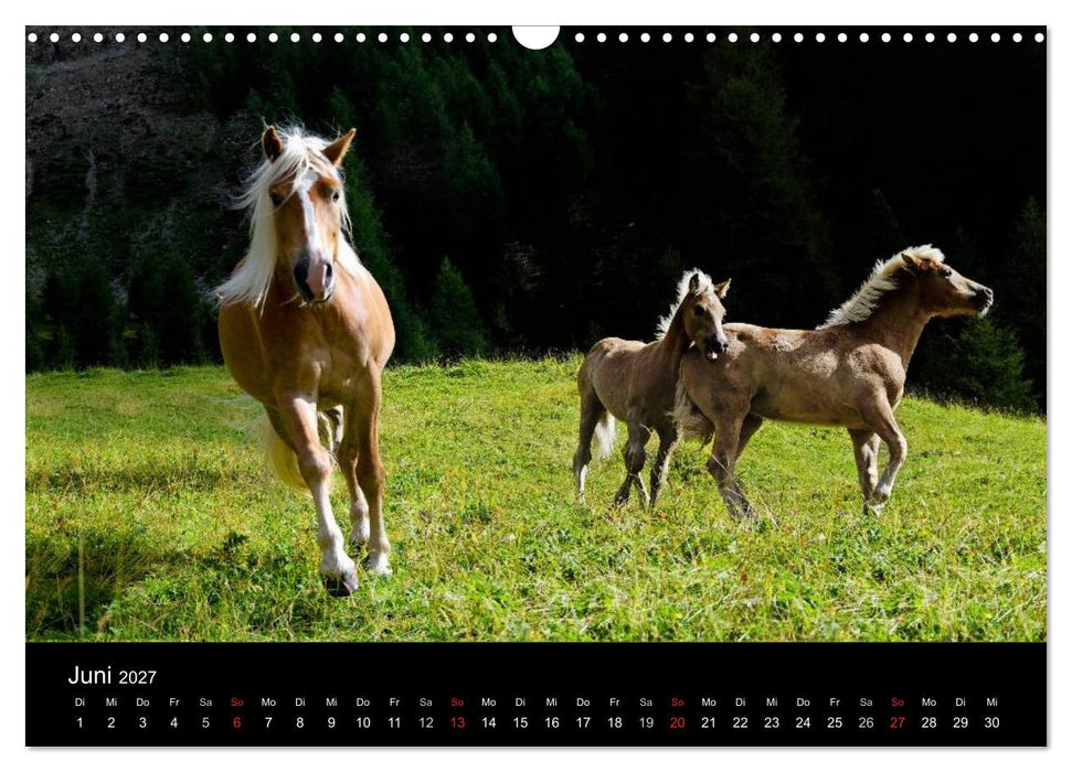 Wunderschöne Haflingerwelt (CALVENDO Wandkalender 2027)