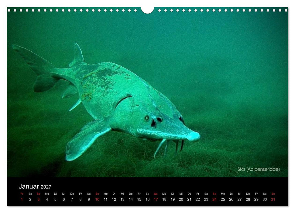 Tauchrevier Deutschland (CALVENDO Wandkalender 2027)