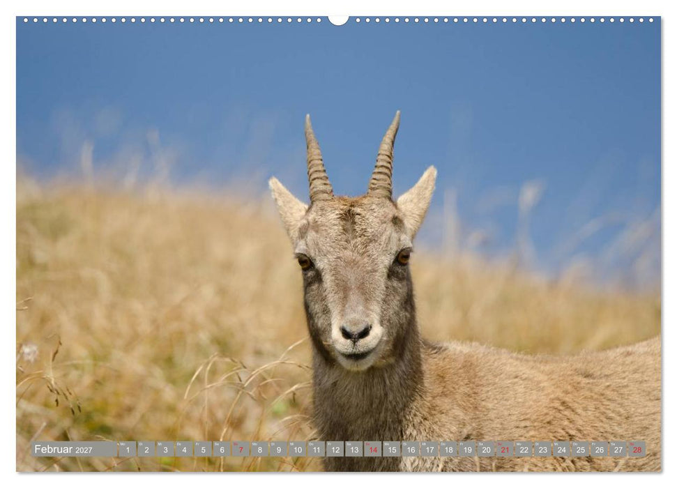 Steinwild am Pilatus (CALVENDO Wandkalender 2027)
