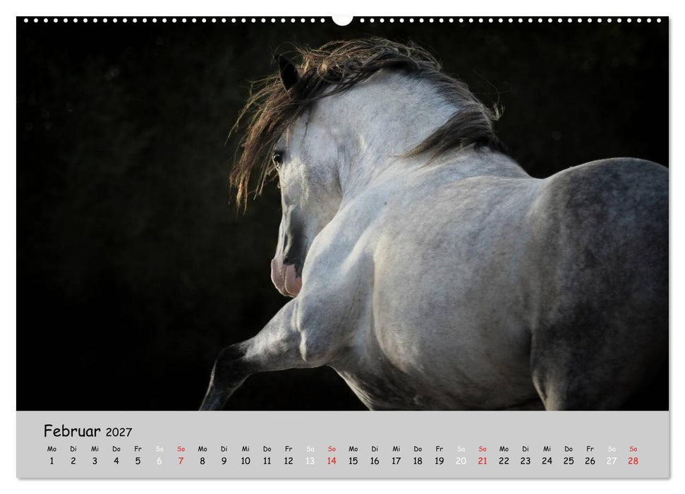 Pferde - Anmut und Stärke gepaart mit Magie (CALVENDO Premium Wandkalender 2027)