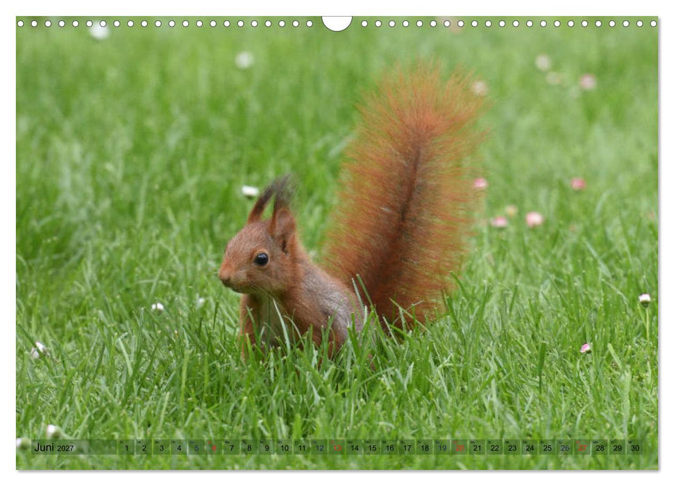 Neuer Spaß mit Eichhörnchen-Kindern (CALVENDO Wandkalender 2027)
