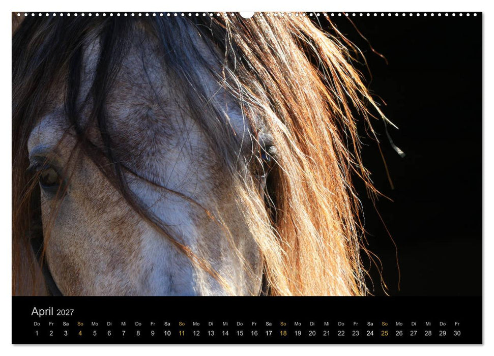 Magische Momente - Pferde Horses Caballos (CALVENDO Wandkalender 2027)