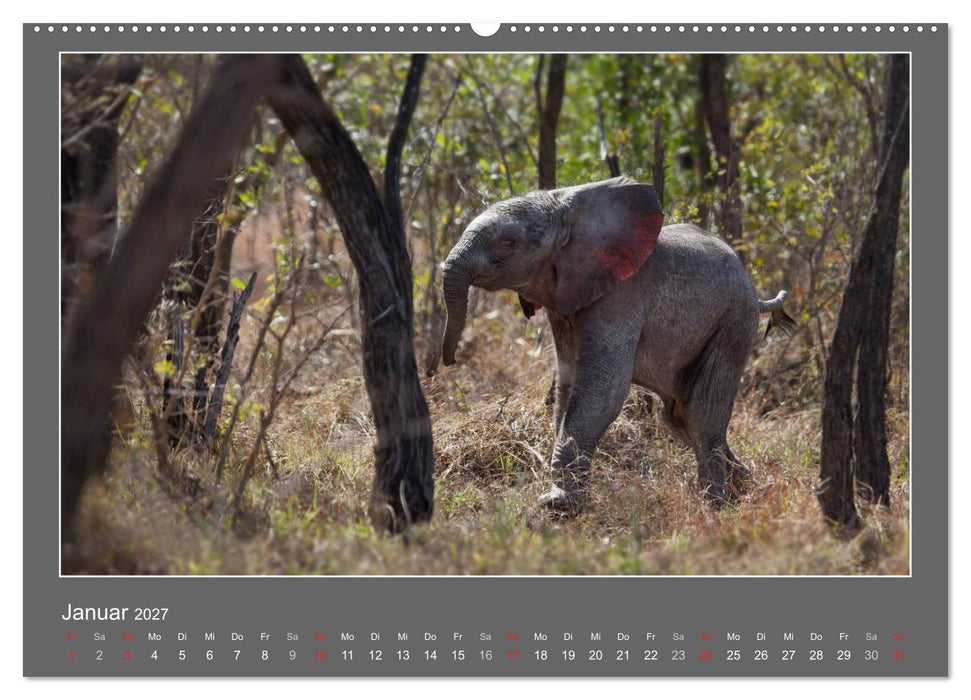 Tierbabys 2027 (CALVENDO Wandkalender 2027)