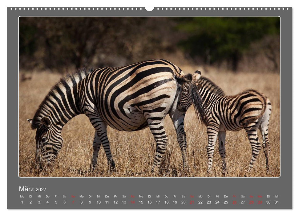 Tierbabys 2027 (CALVENDO Wandkalender 2027)