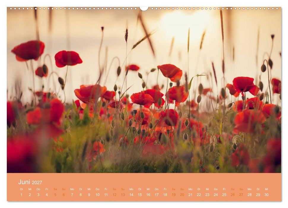 Zeitenwandel - Ein Jahr in der Natur (CALVENDO Wandkalender 2027)