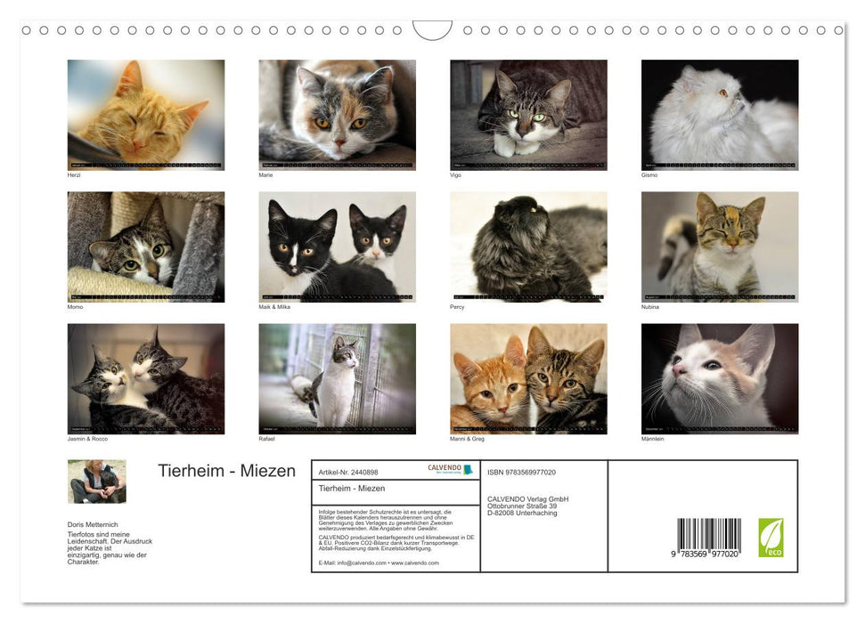 Tierheim - Miezen (CALVENDO Wandkalender 2027)