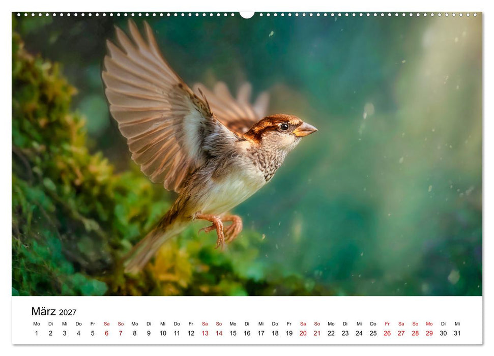 Kleine Rebellen - Spatzen im Porträt (CALVENDO Wandkalender 2027)
