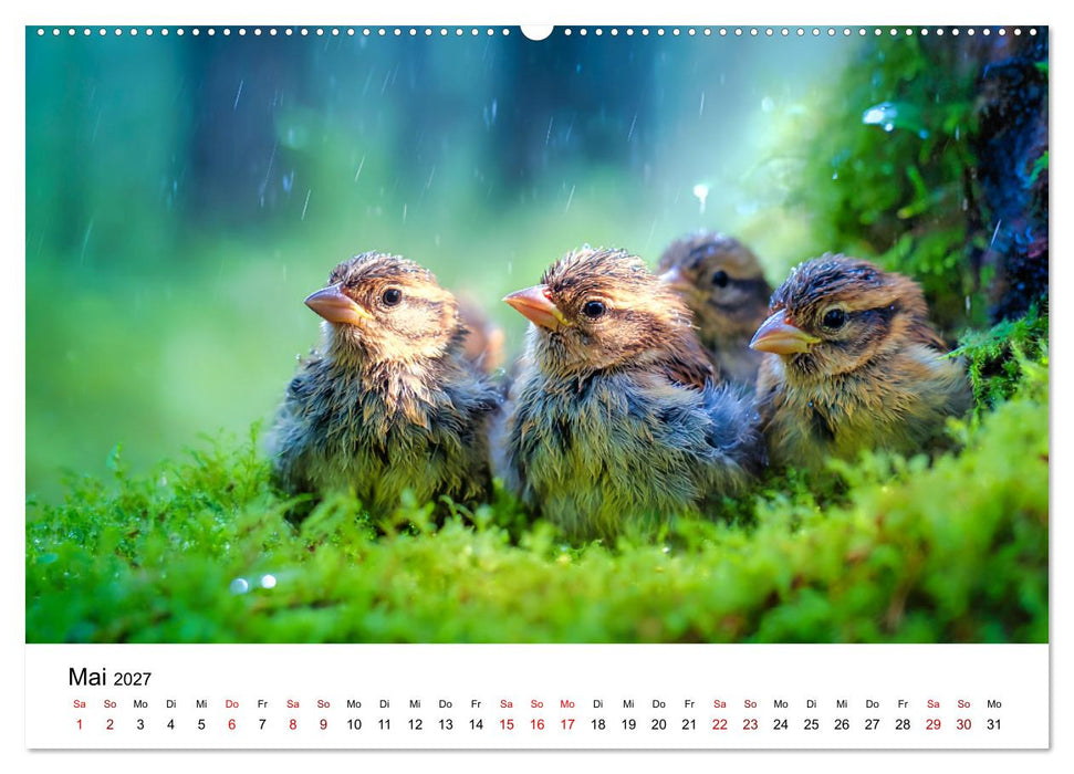 Kleine Rebellen - Spatzen im Porträt (CALVENDO Wandkalender 2027)