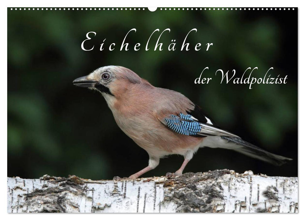 Eichelhäher der Waldpolizist (CALVENDO Wandkalender 2027)