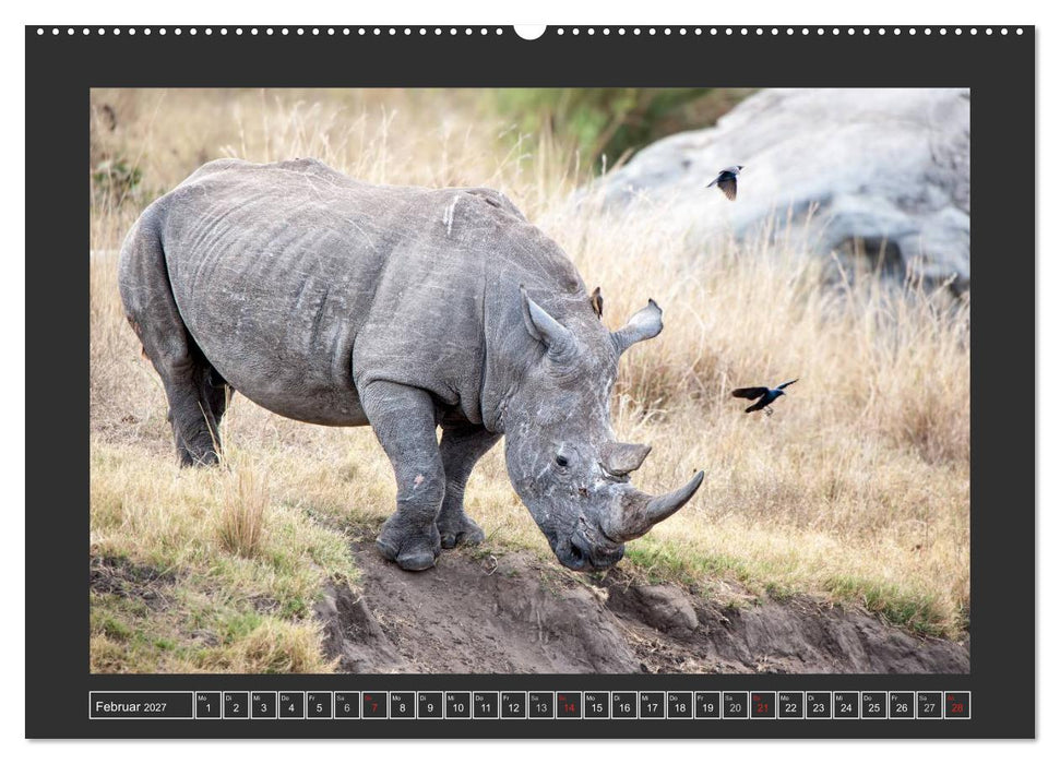 Das Weiße Nashorn (CALVENDO Wandkalender 2027)